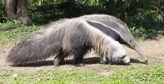 anteater