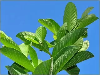 guava