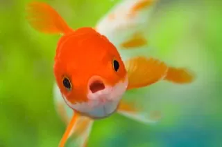 ماهی در فال قهوه ماهی نماد چیست ماهی 