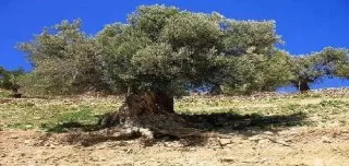 gharqad-tree