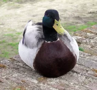 تعبیر خواب اردک