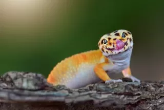 Gecko-Lizard