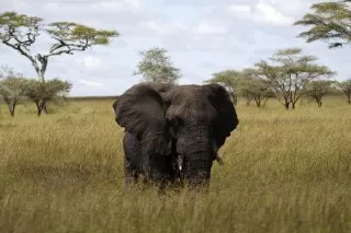 elephant-predators