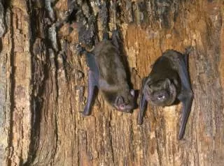 خفاش ها کجا زندگی میکنند محل زندگی خفاش ها خفاش در غار