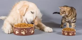 cat-food-vs-dog-food