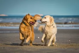 playful-dogs