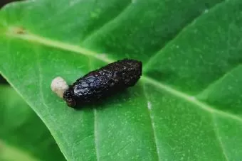 gecko-poop