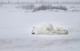 خرس قطبی در خواب آیا خرس قطبی می خوابد؟ خواب زمستانی خرس قطبی خرس های قطبی 