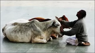 پرستش گاو در هند