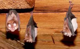 خفاش ها چگونه لانه می سازند لانه سازی خفاش ها خفاش ها لانه ی خفاش