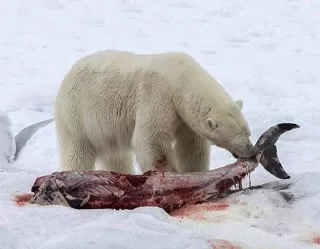 شکار کردن خرس قطبی خرس قطبی شکار کردن 