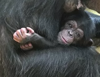 شامپانزه در حال بازی با مادرش شامپانزه بچه