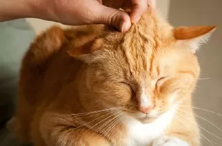 چرا گربه ها خرخر می کنند گربه ی حنایی 