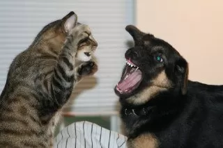 دعوای سگ و گربه