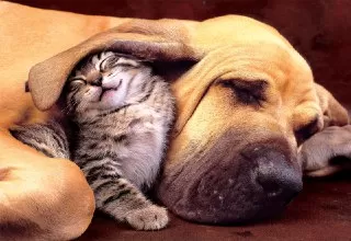 سگ و گربه دوست سگ و گربه