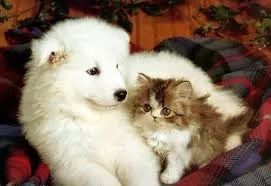 سگ و گربه باهم نگهدتری سگ و گربه باهم