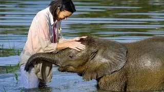 آیا فیل ها انسان هایی را که با آنها ارتباط داشته اند، به خاطر می آورند؟