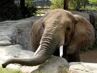 عاج فیل