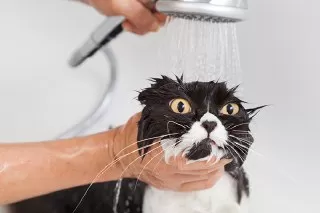 گربه در حمام شستن گربه