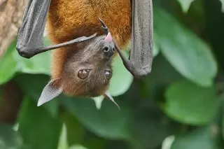خفاش ویروس کرونا جدید