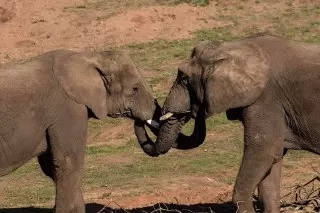 آیا فیل ها یکدیگر را در آغوش می گیرند؟