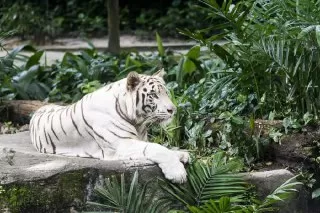 white-tiger-mate