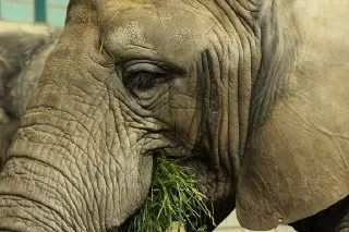 فیل ها چه میخورند  ؟