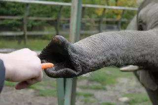 فیل هویج می خورد