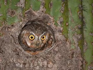 elf-owl