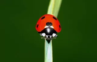 ladybug2