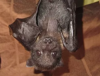 خفاش دانستنی در باره ی خفاش خفاش سیاه خفاش 