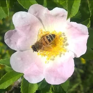 زنبور-عسل-در-حال-جمع-آوری-گرده-ی-گل
