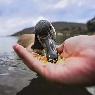اردک ها چه میخورند ؟