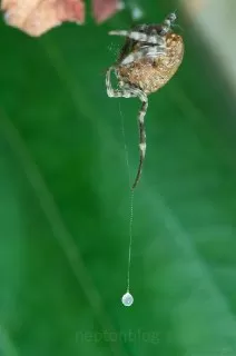 عنکبوت-بولاس