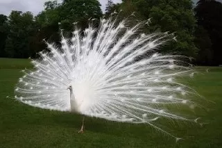 درباره ی طاووس ها