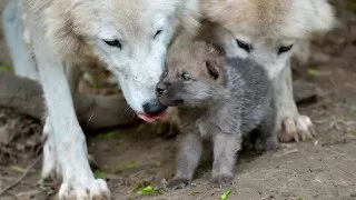 گرگ بچه گرگ گرگ کوچک تولید مثل گرگ
