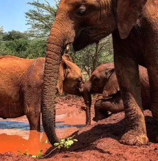 فیل افریقایی