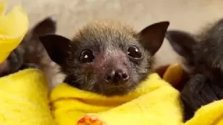 بچه خفاش خفاش یتیم مراقبت از خفاش  تولید مثل خفاش