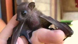 بچه خفاش مراقبت ار بچه خفاش خفاش کوچک تولید مثل خفاش 