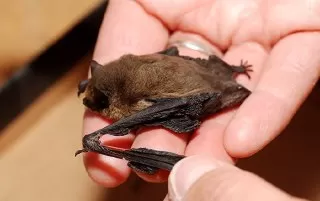 خفاش خفاش کوچک بچه خفاش تولید مثل خفاش جفت گیری خفاش