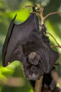 خفاش زیبا خفاش به همراه مادر بچه خفاش جفت گیری خفاش تولید مثل خفاش
