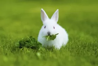 غذای خرگوش خرگوش چه می خورد خرگوش چه میخورد 