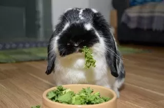 خرگوش ها غذای خرگوش خرگوش بامزه خرگوش 