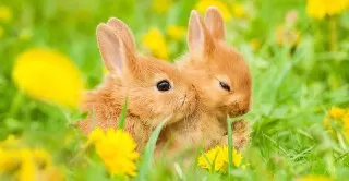 خرگوش در طبیعت خرگوش در حال غذا خوردن خرگوش ها خرگوش غذا غذای خرگوش