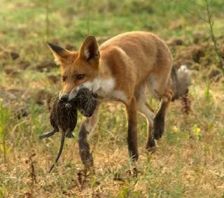 غذای روباه شکار روباه روباه چه می خورد غذای روباه چیست