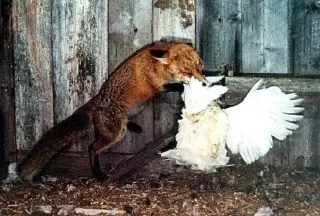 روباه مرغ شکار روباه غذای روباه