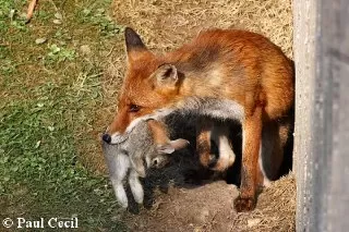 شکار روباه غذای روبله چیست خرگوش روباه چه می خورد