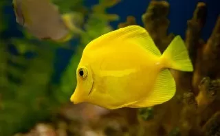 تعبیر خواب ماهی دیدن ماهی در خواب تعبیر خواب واقعی خواب دیدن ماهی ماهی بزرگ ماهی زرد