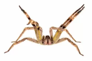 عنکبوت-سرگردان-برزیلی-سمی-ترین-عنکبوت-دنیا