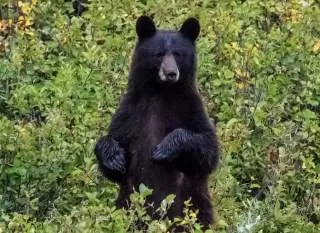 خرس سیاه چرا خرس سیاه است خرس سیاه در جنگل 